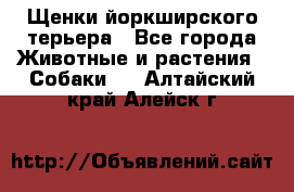 Щенки йоркширского терьера - Все города Животные и растения » Собаки   . Алтайский край,Алейск г.